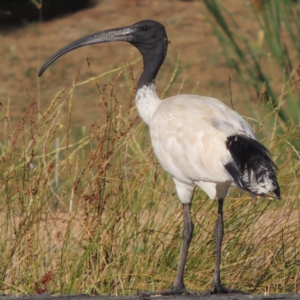 Threskiornis molucca at Gordon, ACT - 19 Dec 2015 06:08 PM