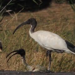 Threskiornis molucca at Gordon, ACT - 19 Dec 2015 06:08 PM