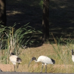 Threskiornis molucca at Gordon, ACT - 19 Dec 2015 06:08 PM