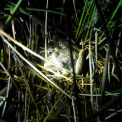 Litoria latopalmata (Broad-palmed Tree-frog) at Greenway, ACT - 7 Feb 2016 by ArcherCallaway