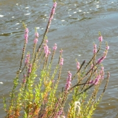 Lythrum salicaria (Purple Loosestrife) at Greenway, ACT - 7 Feb 2016 by RyuCallaway