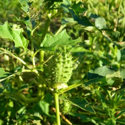 Datura stramonium (Common Thornapple) at Pine Island to Point Hut - 7 Feb 2016 by RyuCallaway