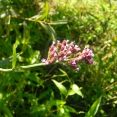 Verbena incompta (Purpletop) at Pine Island to Point Hut - 7 Feb 2016 by RyuCallaway