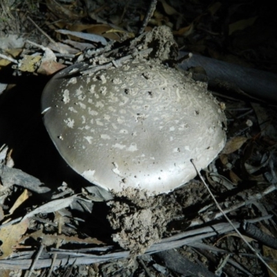 Amanita sp. (Amanita sp.) at Bonython, ACT - 7 Feb 2016 by RyuCallaway