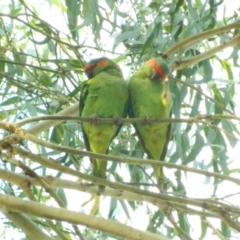 Glossopsitta concinna (Musk Lorikeet) at Wanniassa, ACT - 18 Jan 2016 by RyuCallaway