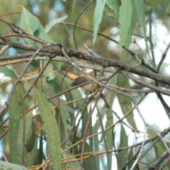 Rhipidura rufifrons (Rufous Fantail) at Fadden Hills Pond - 22 Apr 2015 by RyuCallaway