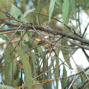 Rhipidura rufifrons at Fadden, ACT - 23 Apr 2015