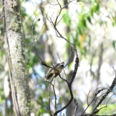 Rhipidura rufifrons (Rufous Fantail) at Monga National Park - 9 Jan 2016 by ArcherCallaway