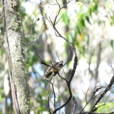 Rhipidura rufifrons (Rufous Fantail) at Monga, NSW - 9 Jan 2016 by ArcherCallaway