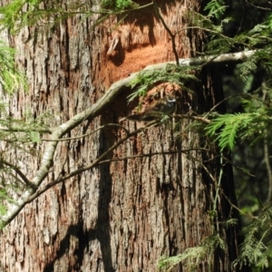 Rhipidura rufifrons at Monga, NSW - 9 Jan 2016 10:17 AM