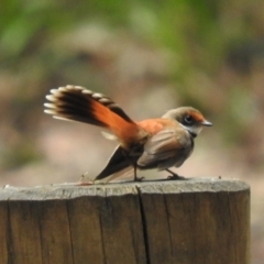 Rhipidura rufifrons (Rufous Fantail) at Mongarlowe River - 9 Jan 2016 by RyuCallaway