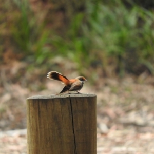 Rhipidura rufifrons at Monga, NSW - 9 Jan 2016