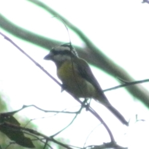 Falcunculus frontatus at Paddys River, ACT - 21 Jan 2016 06:07 PM