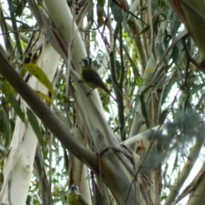 Falcunculus frontatus at Paddys River, ACT - 21 Jan 2016