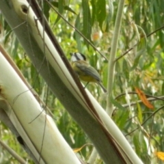 Falcunculus frontatus at Paddys River, ACT - 21 Jan 2016 06:07 PM