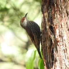 Climacteris erythrops (Red-browed Treecreeper) at Mongarlowe River - 8 Jan 2016 by RyuCallaway