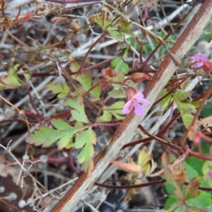 Geranium robertianum at Fadden, ACT - 9 Feb 2016