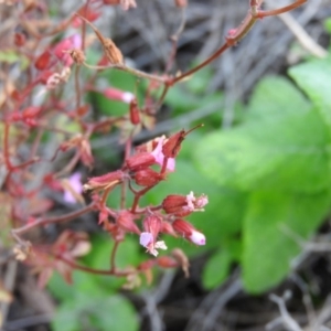 Geranium robertianum at Fadden, ACT - 9 Feb 2016