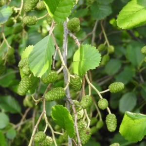 Alnus glutinosa at Fadden, ACT - 9 Feb 2016