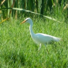 Ardea plumifera (Plumed Egret) at Jerrabomberra Wetlands - 7 Jan 2015 by ArcherCallaway