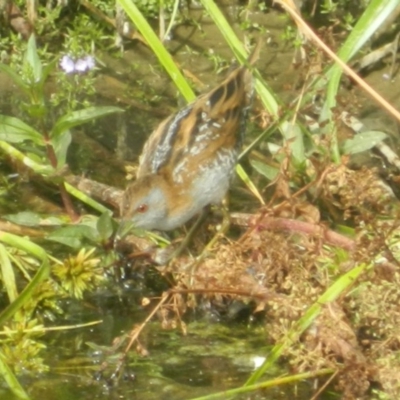 Zapornia pusilla (Baillon's Crake) at Forde, ACT - 26 Dec 2015 by ArcherCallaway