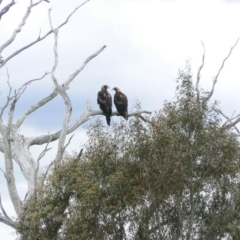 Aquila audax (Wedge-tailed Eagle) at Symonston, ACT - 13 Dec 2011 by Mike