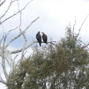 Aquila audax at Symonston, ACT - 14 Dec 2011