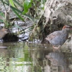 Gallirallus philippensis (Buff-banded Rail) at Forde, ACT - 27 Jan 2015 by RyuCallaway