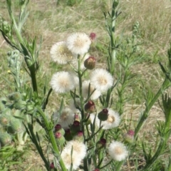 Erigeron bonariensis (Flaxleaf Fleabane) at Jerrabomberra, ACT - 7 Feb 2016 by Mike