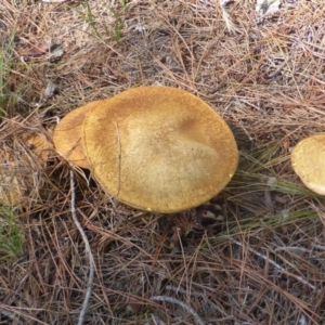 Suillus sp. at Isaacs, ACT - 7 Feb 2016