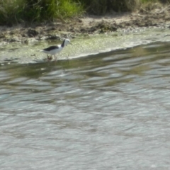 Himantopus leucocephalus (Pied Stilt) at Lanyon - northern section - 28 Sep 2015 by ArcherCallaway