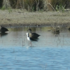 Himantopus leucocephalus (Pied Stilt) at Campbell, ACT - 24 Dec 2015 by ArcherCallaway
