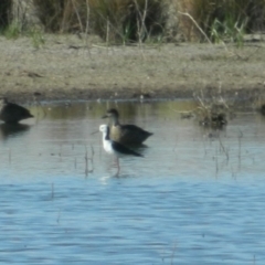 Himantopus leucocephalus (Pied Stilt) at Jerrabomberra Wetlands - 23 Dec 2015 by RyuCallaway