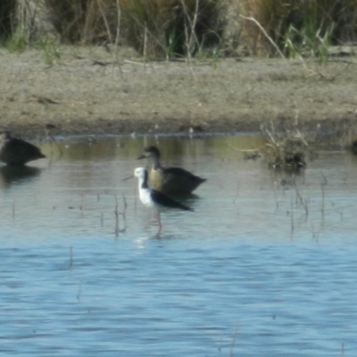 Himantopus leucocephalus (Pied Stilt) at Campbell, ACT - 24 Dec 2015 by ArcherCallaway