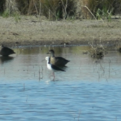 Himantopus leucocephalus (Pied Stilt) at Jerrabomberra Wetlands - 24 Dec 2015 by ArcherCallaway