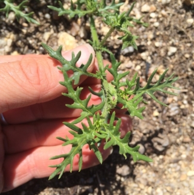 Solanum triflorum (Three-flowered Nightshade) at Rendezvous Creek, ACT - 8 Feb 2016 by ranger907