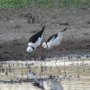 Himantopus leucocephalus at Campbell, ACT - 12 Jan 2016 06:25 AM