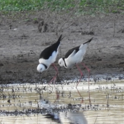 Himantopus leucocephalus (Pied Stilt) at Campbell, ACT - 12 Jan 2016 by ArcherCallaway