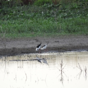 Himantopus leucocephalus at Campbell, ACT - 12 Jan 2016 06:25 AM