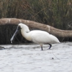 Platalea regia (Royal Spoonbill) at Gungahlin, ACT - 19 Jan 2016 by RyuCallaway