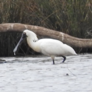 Platalea regia at Gungahlin, ACT - 20 Jan 2016