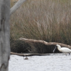 Platalea regia at Gungahlin, ACT - 20 Jan 2016