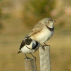 Epthianura albifrons (White-fronted Chat) at Molonglo Valley, ACT - 8 Jul 2015 by ArcherCallaway
