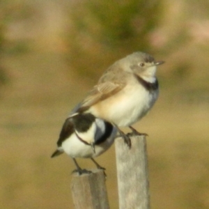 Epthianura albifrons at Molonglo Valley, ACT - 8 Jul 2015