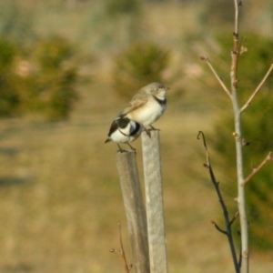 Epthianura albifrons at Molonglo Valley, ACT - 8 Jul 2015