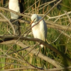 Bubulcus coromandus (Eastern Cattle Egret) at Gordon, ACT - 13 Apr 2015 by ArcherCallaway