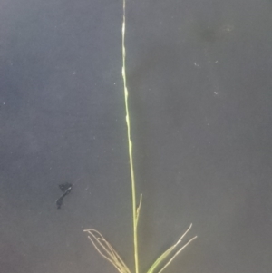 Tripogonella loliiformis at Hume, ACT - 9 Feb 2016