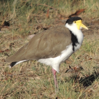 Vanellus miles (Masked Lapwing) at Greenway, ACT - 9 Mar 2015 by michaelb