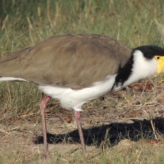 Vanellus miles at Greenway, ACT - 9 Mar 2015