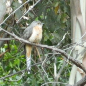 Cacomantis flabelliformis at Cotter River, ACT - 6 Jan 2016 12:55 PM